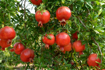 枝头饱满的红石榴果实