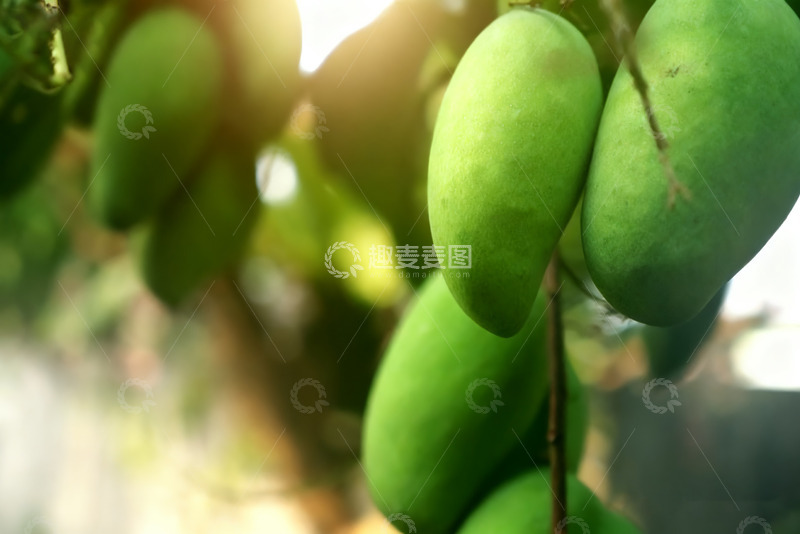 高清大图下载【趣麦麦图】枝头翠绿饱满的青芒果