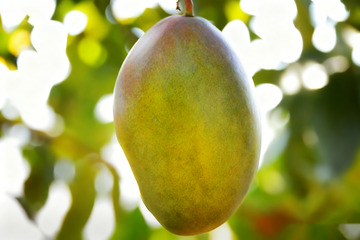 枝头挂着的芒果