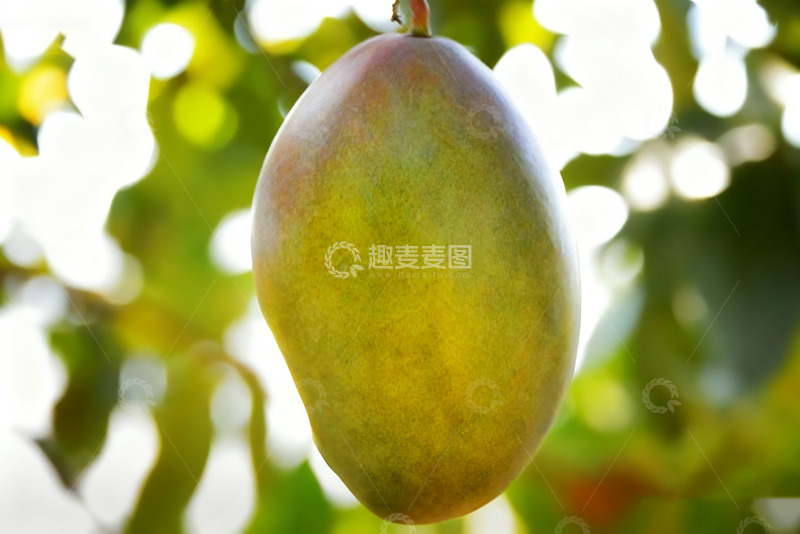 高清大图下载【趣麦麦图】枝头挂着的芒果