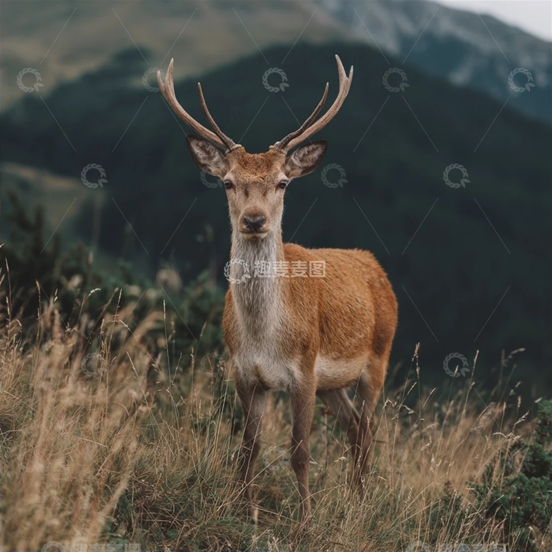 高清大图下载【趣麦麦图】高山草原上的野生鹿
