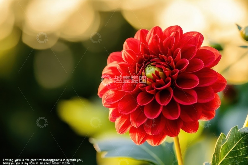 高清大图下载【趣麦麦图】盛开的大红色菊花花卉