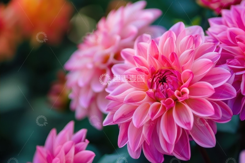 高清大图下载【趣麦麦图】盛开的粉色菊花花朵