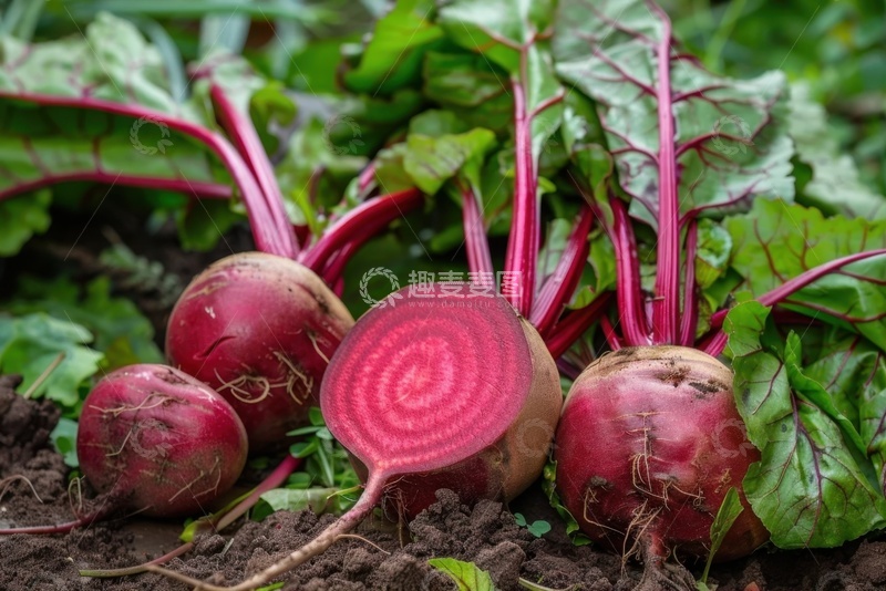 高清大图下载【趣麦麦图】红心的水萝卜