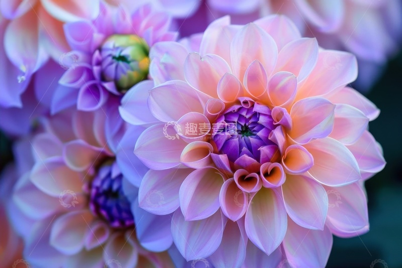 高清大图下载【趣麦麦图】盛开的千瓣菊花摄影