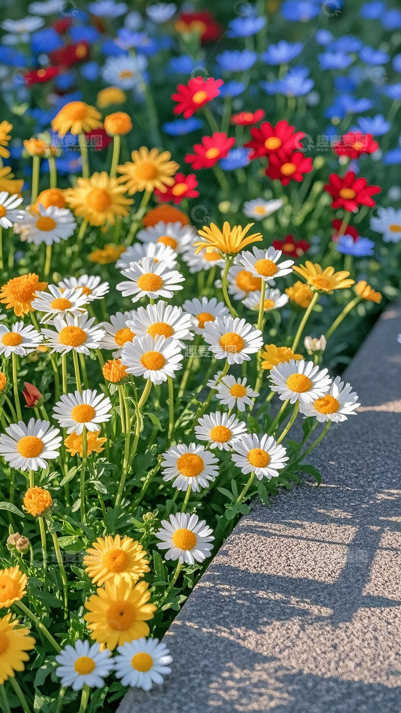 高清大图下载【趣麦麦图】石边雏菊簇簇开