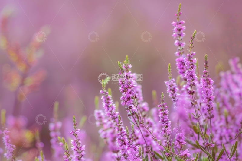高清大图下载【趣麦麦图】花棒花丛自然美景