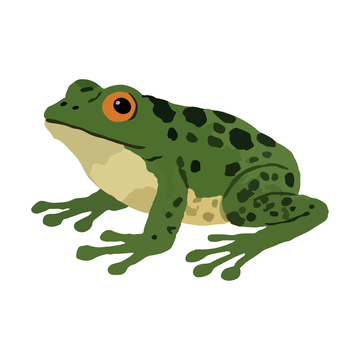 绿色的青蛙插画