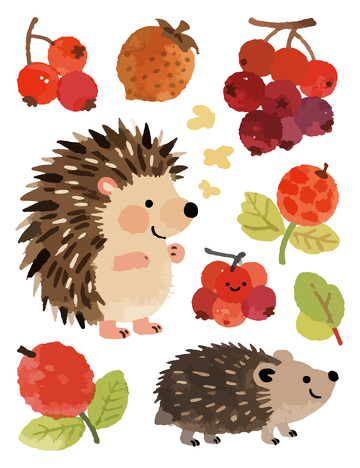 秋天的果实小刺猬