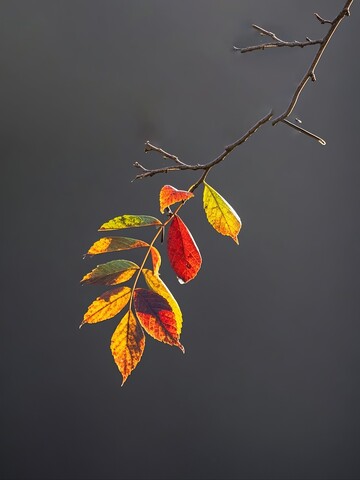 秋日枝头的彩叶