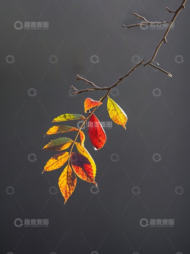 高清大图下载【趣麦麦图】-秋日枝头的彩叶