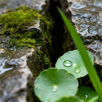 微距拍摄铜钱草青苔岩石