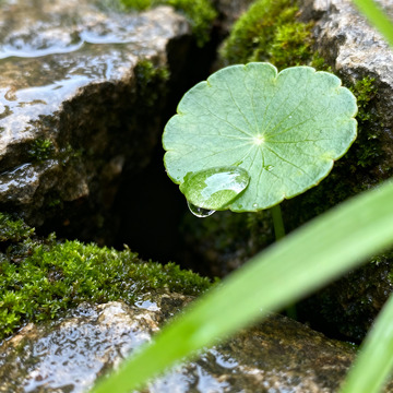 微距拍摄铜钱草青苔岩石