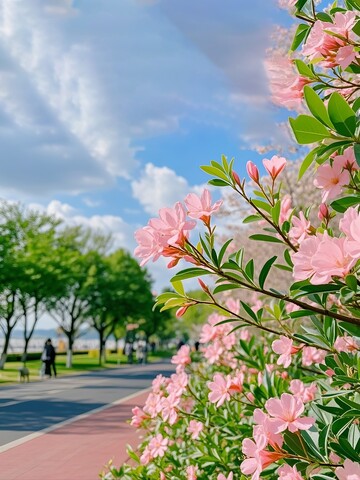 粉红色花朵在蓝天下的绽放