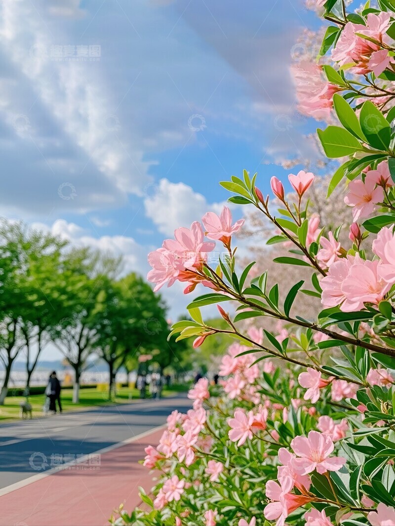 高清大图下载【趣麦麦图】粉红色花朵在蓝天下的绽放