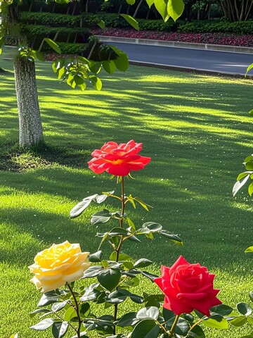 公园中盛开的玫瑰花