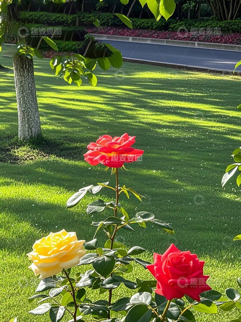 高清大图下载【趣麦麦图】公园中盛开的玫瑰花