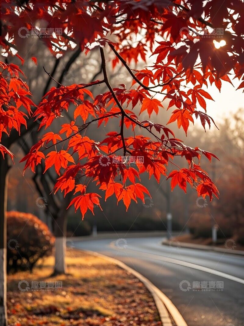 高清大图下载【趣麦麦图】秋日红叶街道