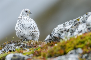 山顶上的一只雪松鸡