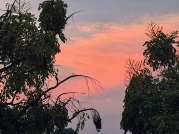 树影婆娑伴粉霞