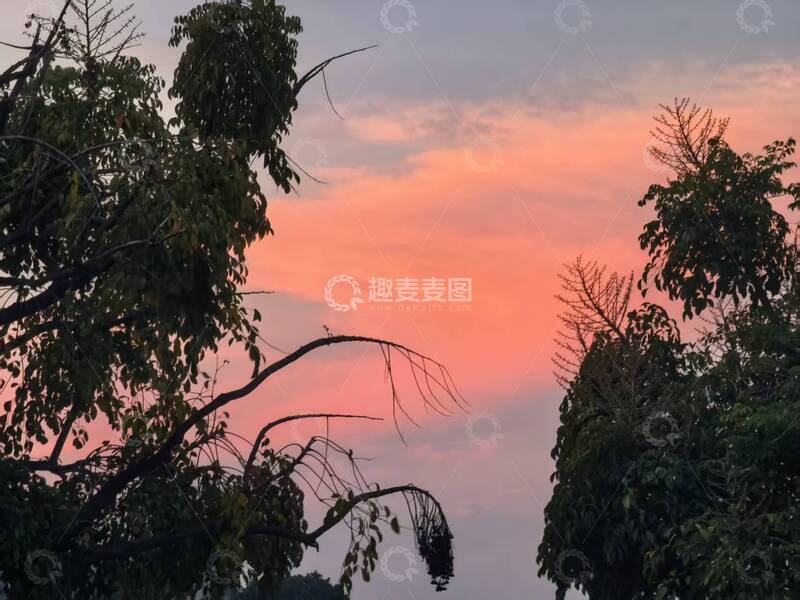 高清大图下载【趣麦麦图】-树影婆娑伴粉霞