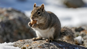 冬日岩石上的岩松鼠