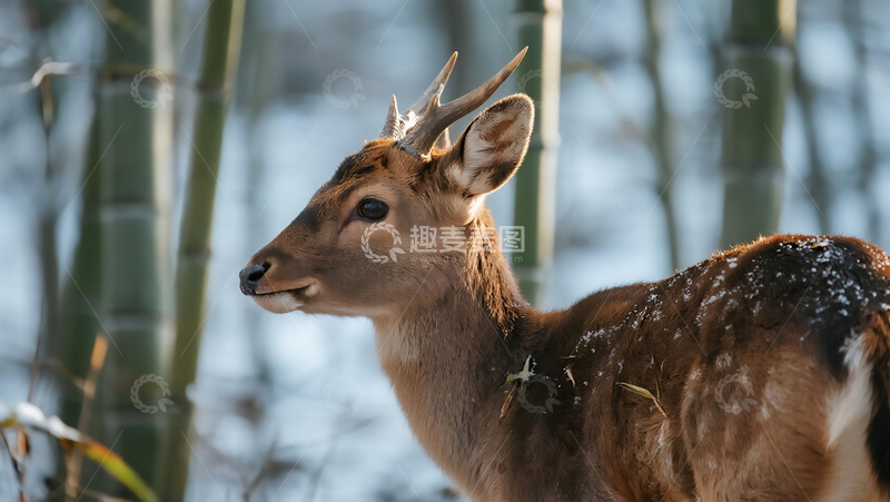 高清大图下载【趣麦麦图】陆地动物傻狍子摄影