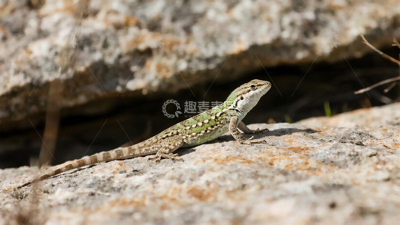 高清大图下载【趣麦麦图】野外岩石下的北草蜥