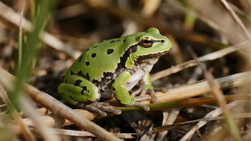 陆地动物田间实拍青蛙摄影