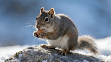 冬日岩石上进食的岩松鼠
