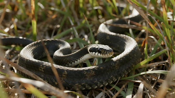 陆地动物草丛里面的乌梢蛇