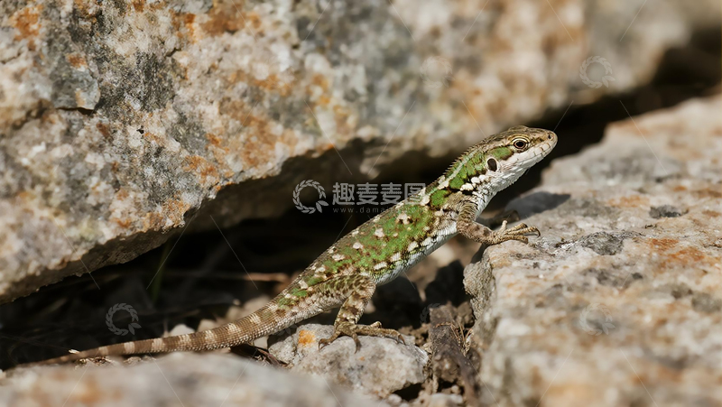 高清大图下载【趣麦麦图】岩石下的蜥蜴