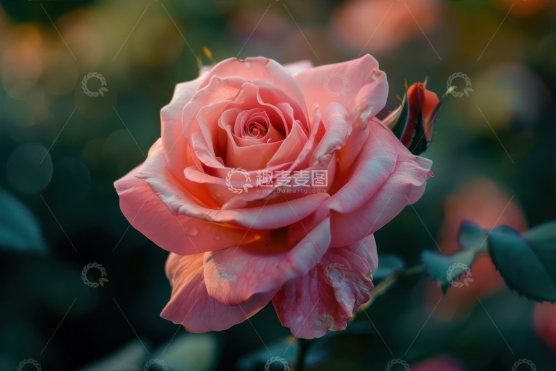 高清大图下载【趣麦麦图】一朵盛开的月季花特写