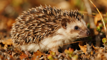 秋日灌丛中的刺猬