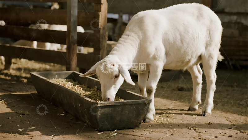 高清大图下载【趣麦麦图】羊圈里的湖羊
