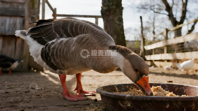 高清大图下载【趣麦麦图】农家院的狮头鹅