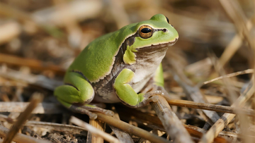 秋日稻田里的青蛙