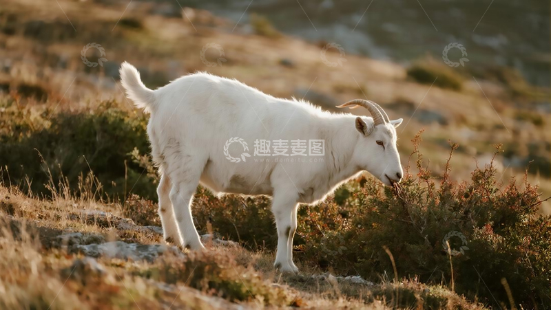 高清大图下载【趣麦麦图】山坡的小尾寒羊