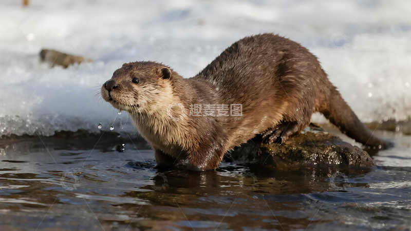 高清大图下载【趣麦麦图】冬日溪流边的水獭