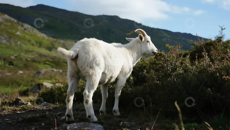 高清大图下载【趣麦麦图】山坡的小尾寒羊