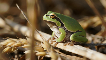 秋日稻田里的黑斑蛙