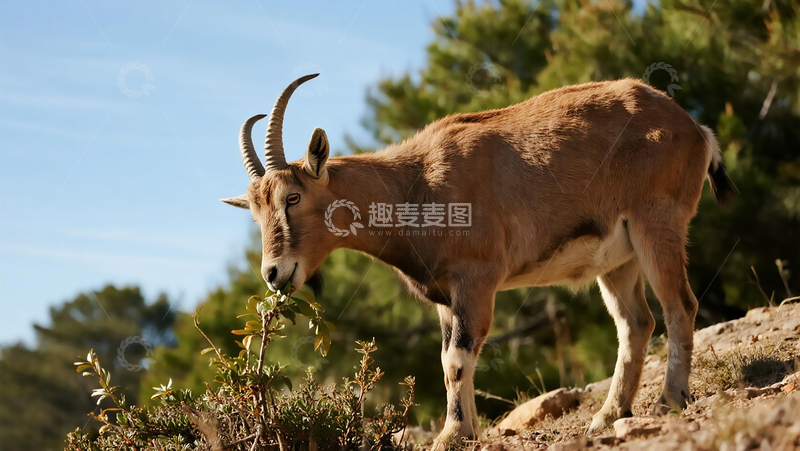 高清大图下载【趣麦麦图】山坡的正在觅食山羊
