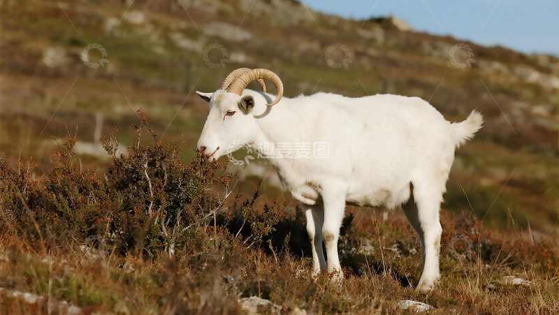 高清大图下载【趣麦麦图】山坡的小尾寒羊
