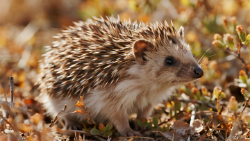 秋日灌丛中的刺猬