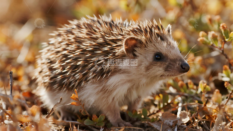 高清大图下载【趣麦麦图】秋日灌丛中的刺猬