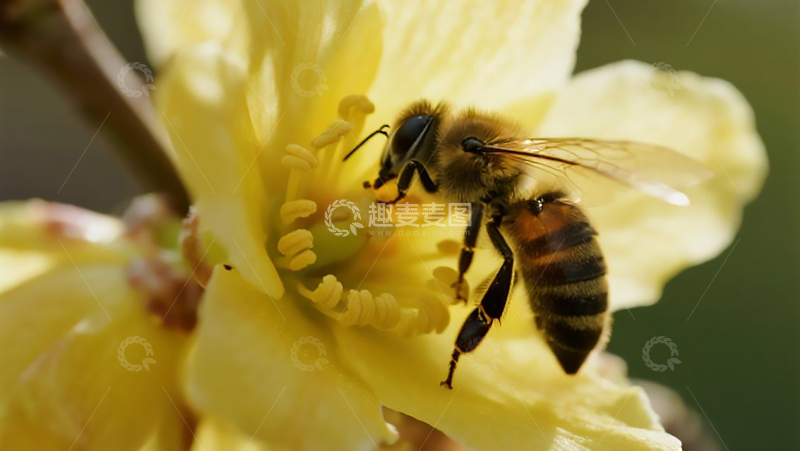 生物百科昆虫之冬日腊梅上的蜜蜂
