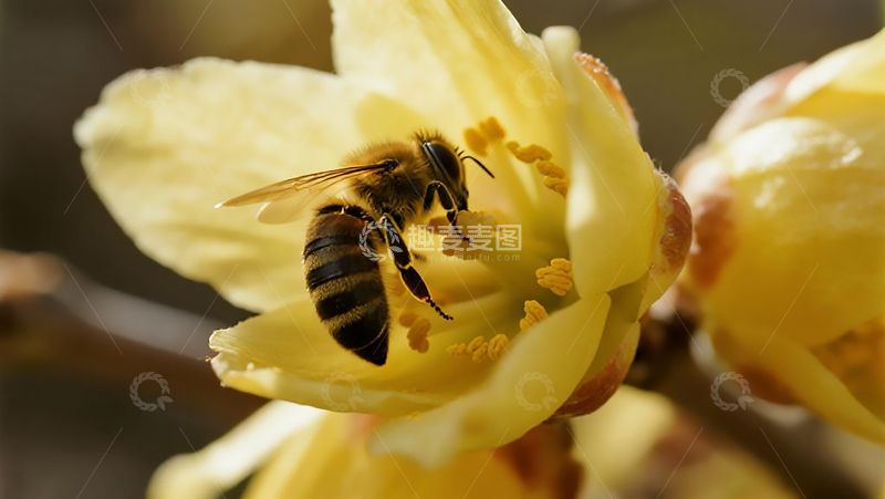 高清大图下载【趣麦麦图】生物百科昆虫之腊梅上的蜜蜂