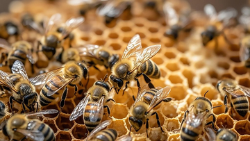 生物百科昆虫之冬日蜂巢里的蜜蜂