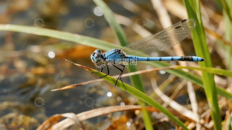 高清大图下载【趣麦麦图】生物百科昆虫之水边的蓝豆娘