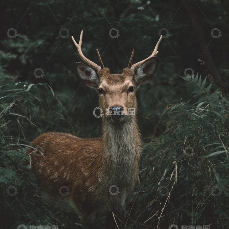 高清大图下载【趣麦麦图】森林中的雄伟鹿影